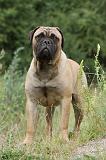 BULLMASTIFF 315